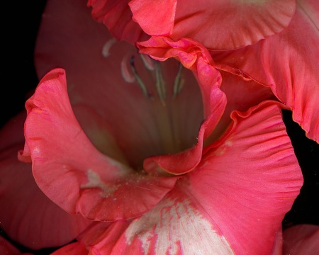 Scan of a gladiolus